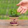 Mint – Mojito – 4″ Pot